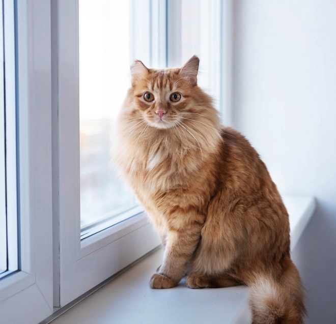 100 idées de prénom de chat en v